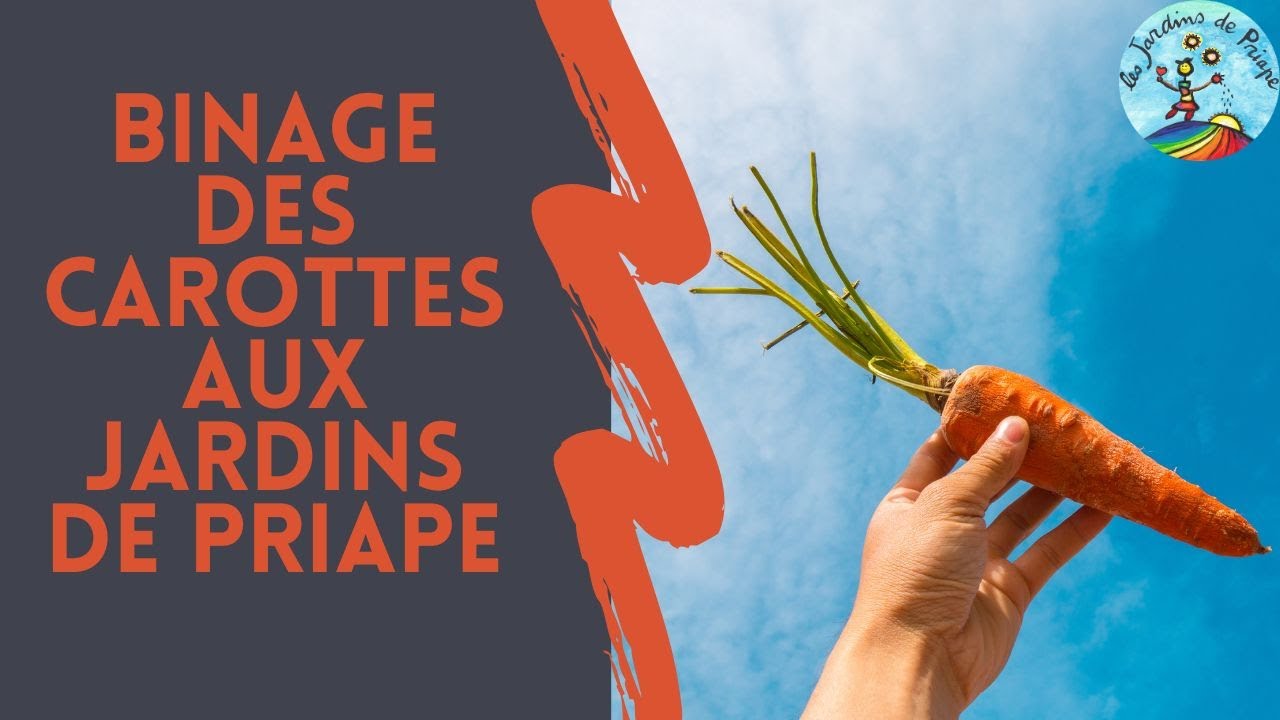 Binage des carottes &agrave; la multifraise aux Jardins de Priape