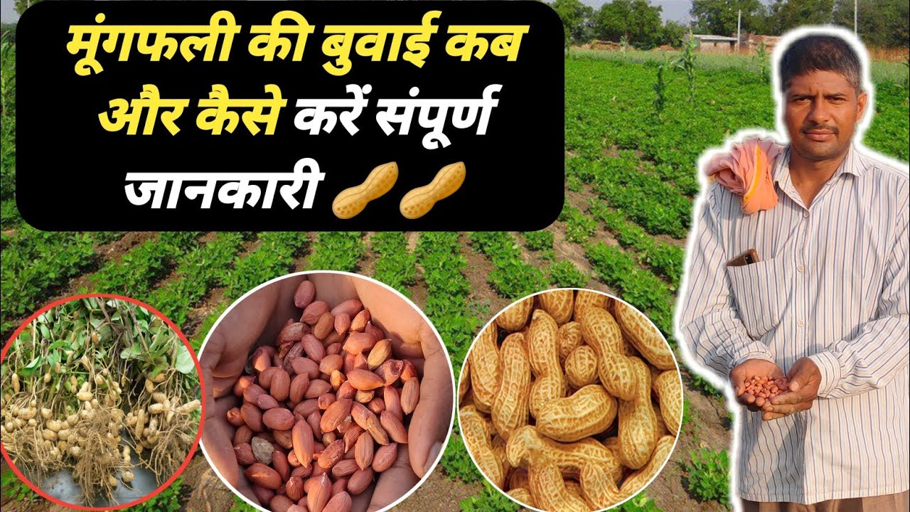 मूंगफली की बुवाई कब और कैसे करें  पूरी जानकारी | Mungfali ki kheti | Groundnut farming in hindi  🥜👈