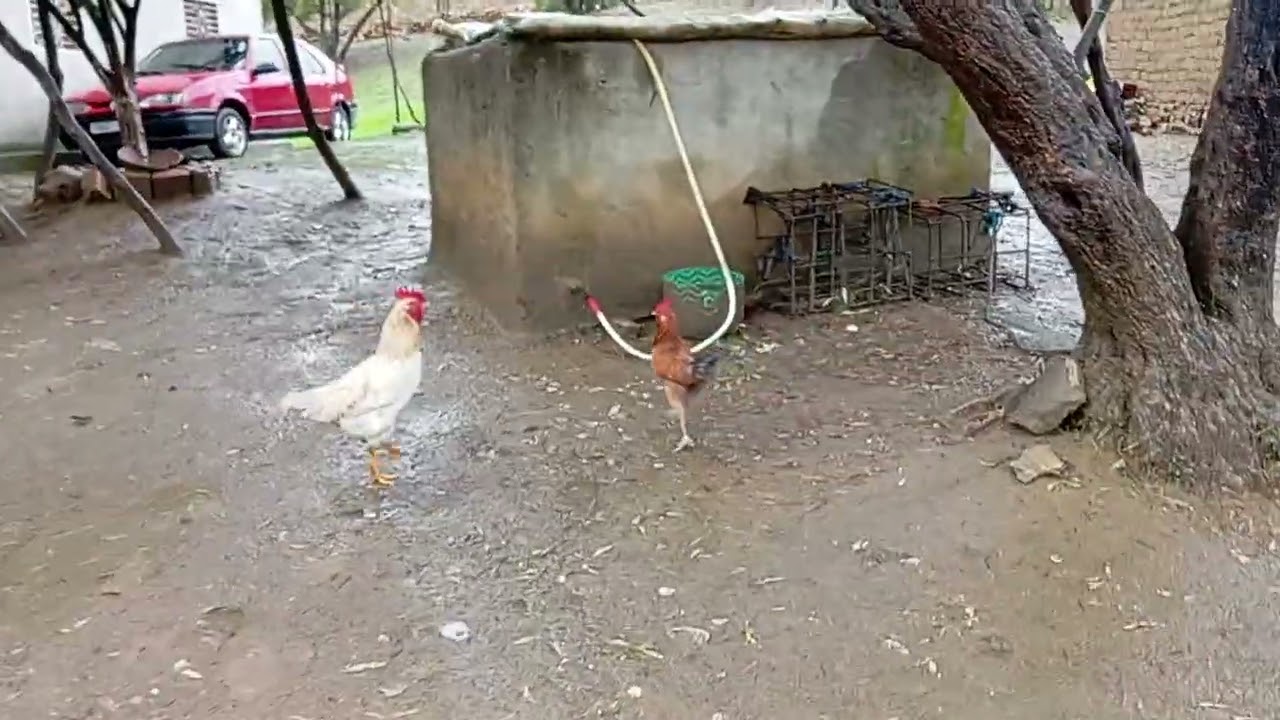 حياة البادية في فصل الشتاء❤️ حياة البسطاء❤️