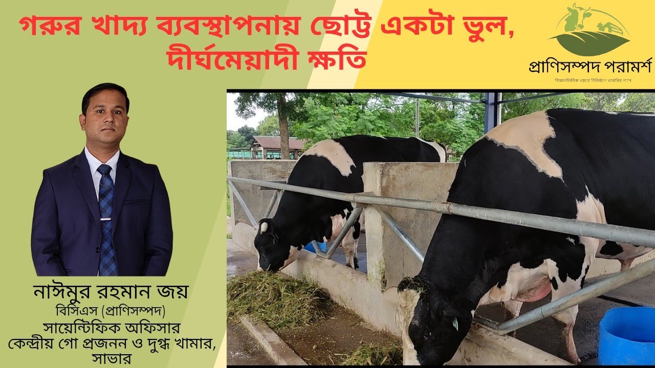 গরুর দৈনন্দিন খাদ্য ব্যবস্থাপনায় ছোট্ট একটা ভুল যা আপনার গরুর দীর্ঘমেয়াদী ক্ষতির কারণ....... 