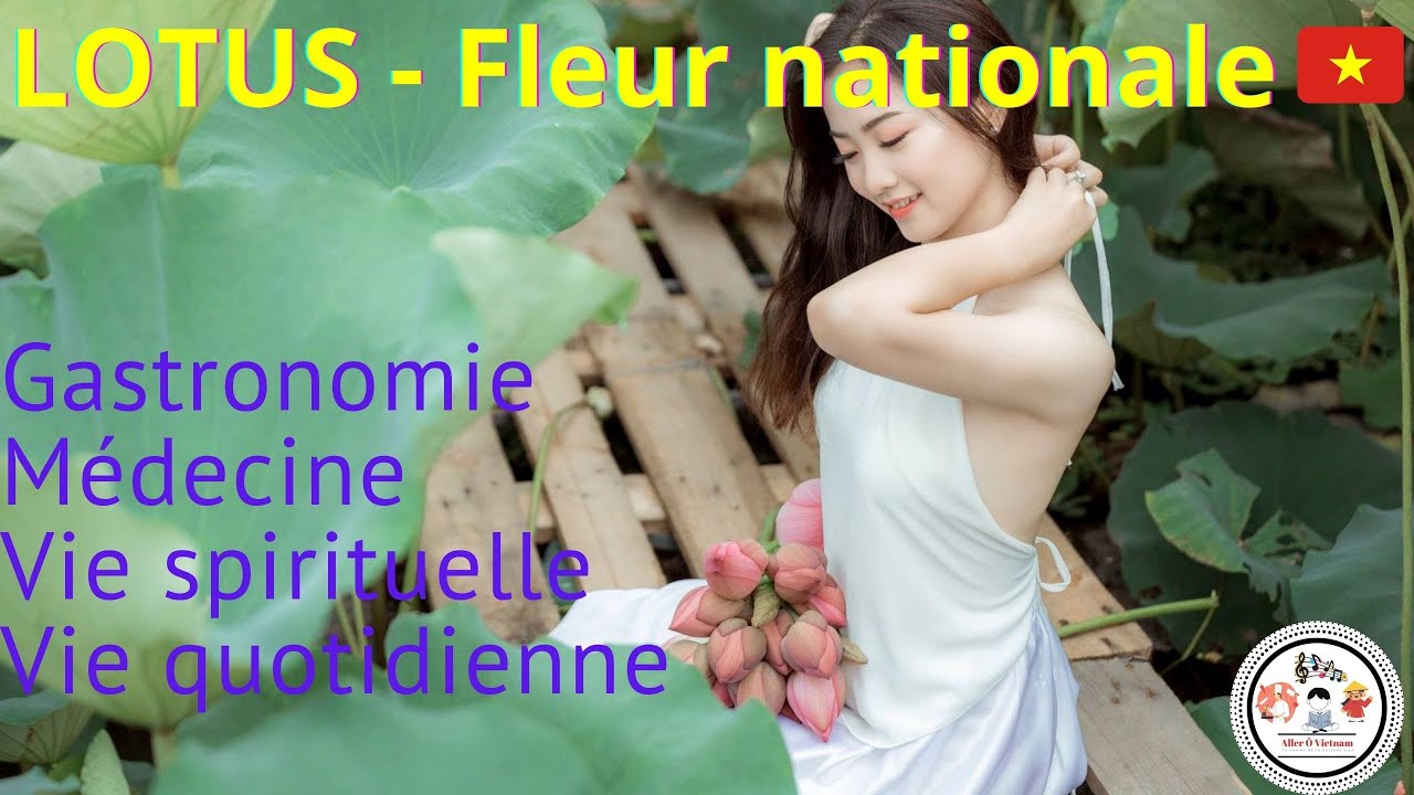 TOUT SAVOIR SUR LE LOTUS dans la vie et la culture vietnamienne | Aller Ô Vietnam