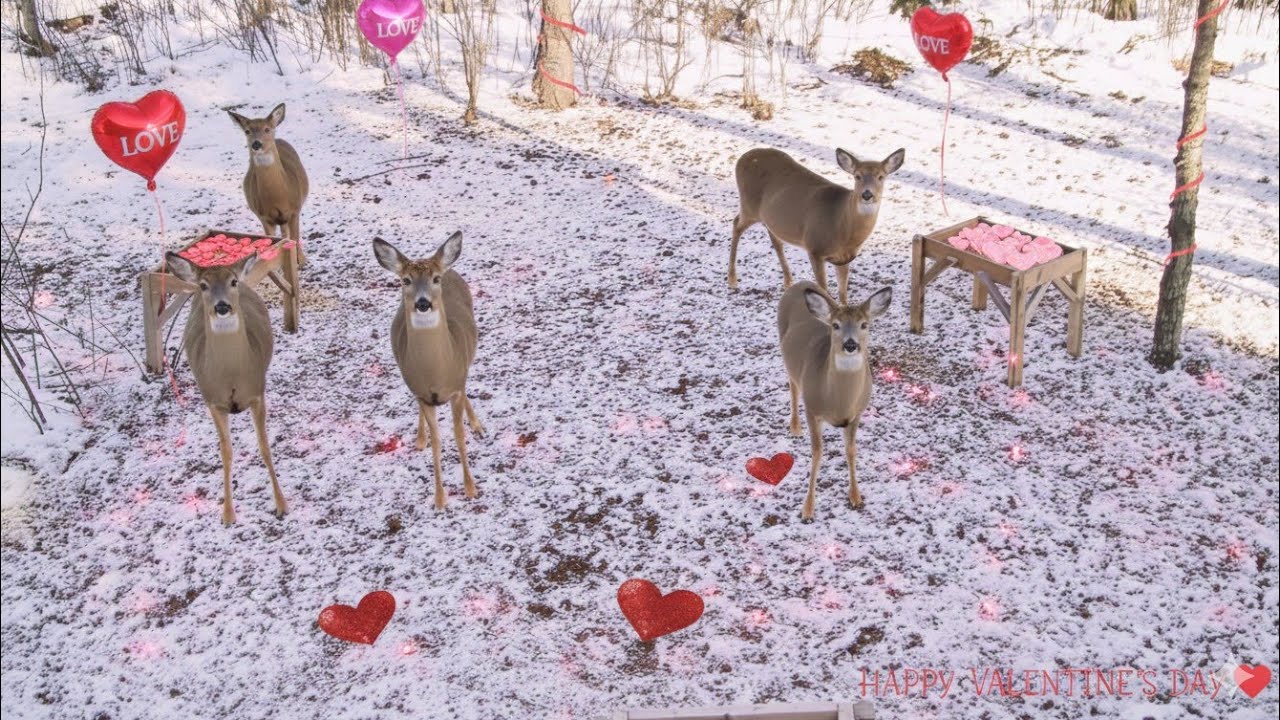 🔴LIVE Aerial Deer Feeding 🦌 Wildlife Cam Valentines Day