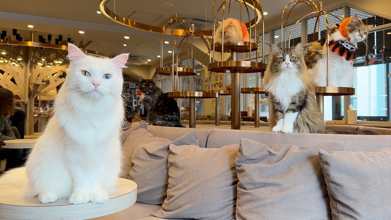 Счастливого Хэллоуина в Крупнейших Кошачьих Кафе Японии! | Cat Cafe Mocha Lounge🎃🐈