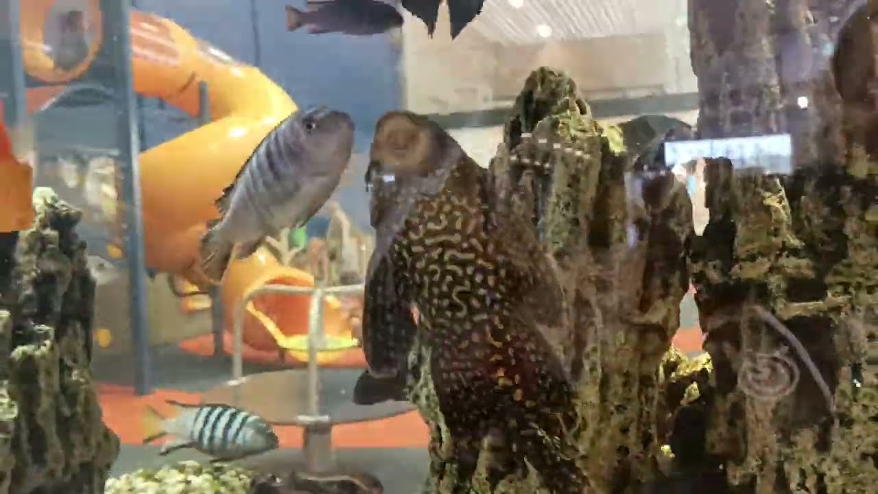 GOLDEN FISHES talk