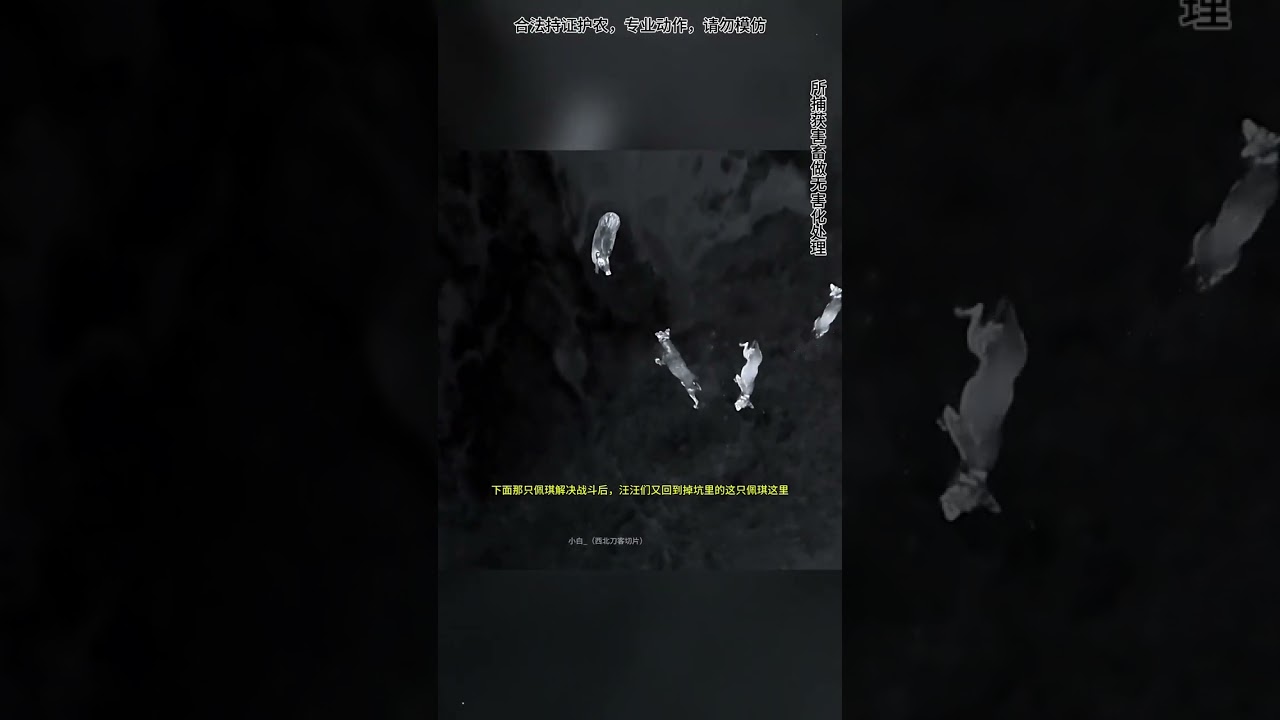 西北刀客，护农路上的奇遇。@西北刀客-公益护农 @西北刀客-机油手 @西北刀客战队&mdash;徐晒晒 @西北刀客摄影-李 @杨哥爱玩狗 @栋 #西北刀客 #实战猎犬 #野猪泛滥