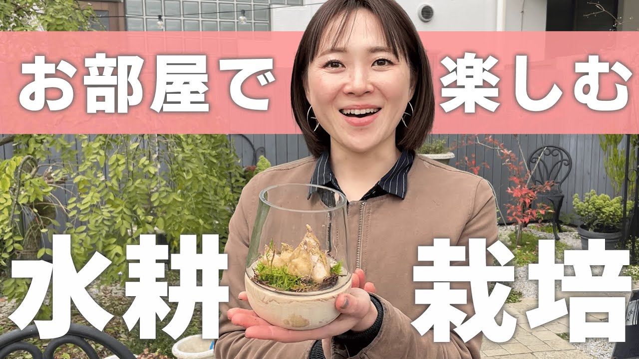 【水耕栽培のコツ】お部屋の中で楽しむ秋の球根植物♪