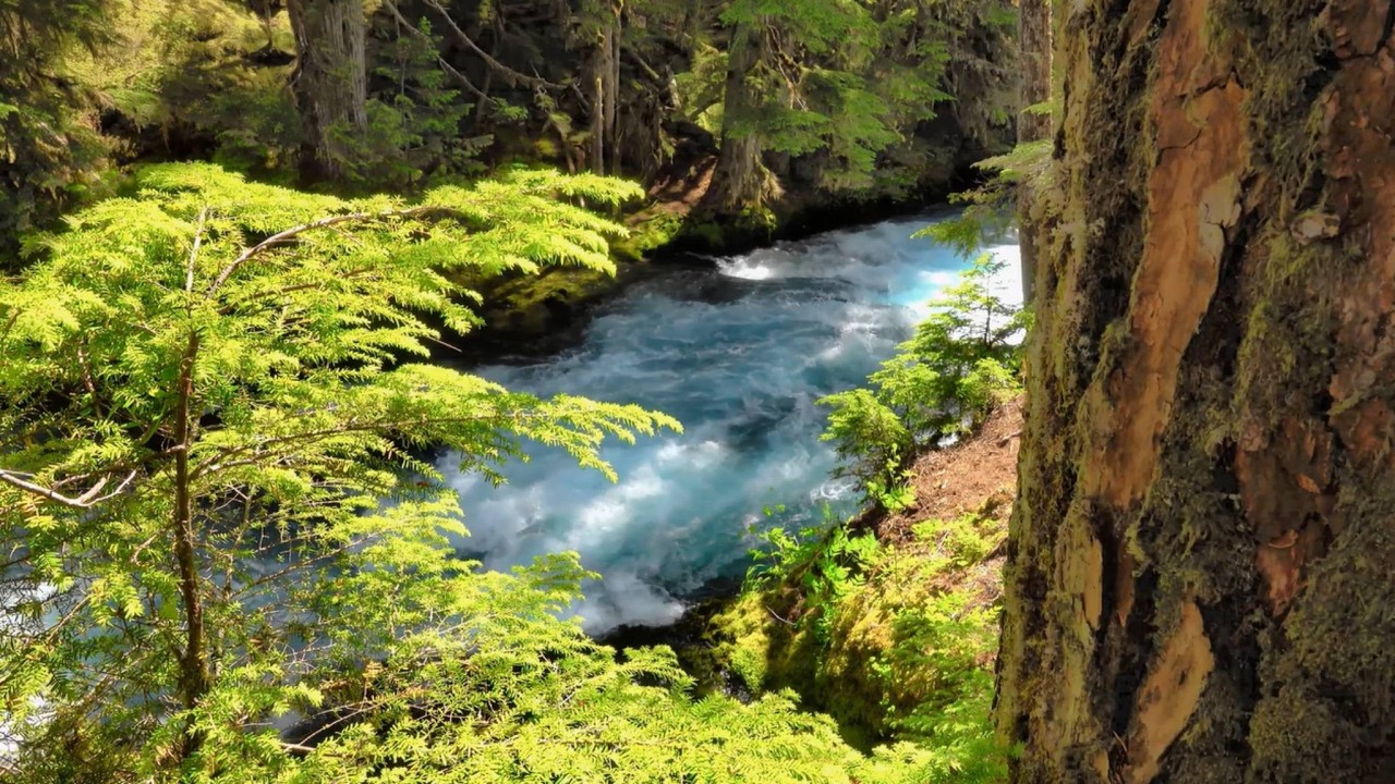 Forest Sleep Sounds - 3 Hours Ad-Free for Deep Sleep
