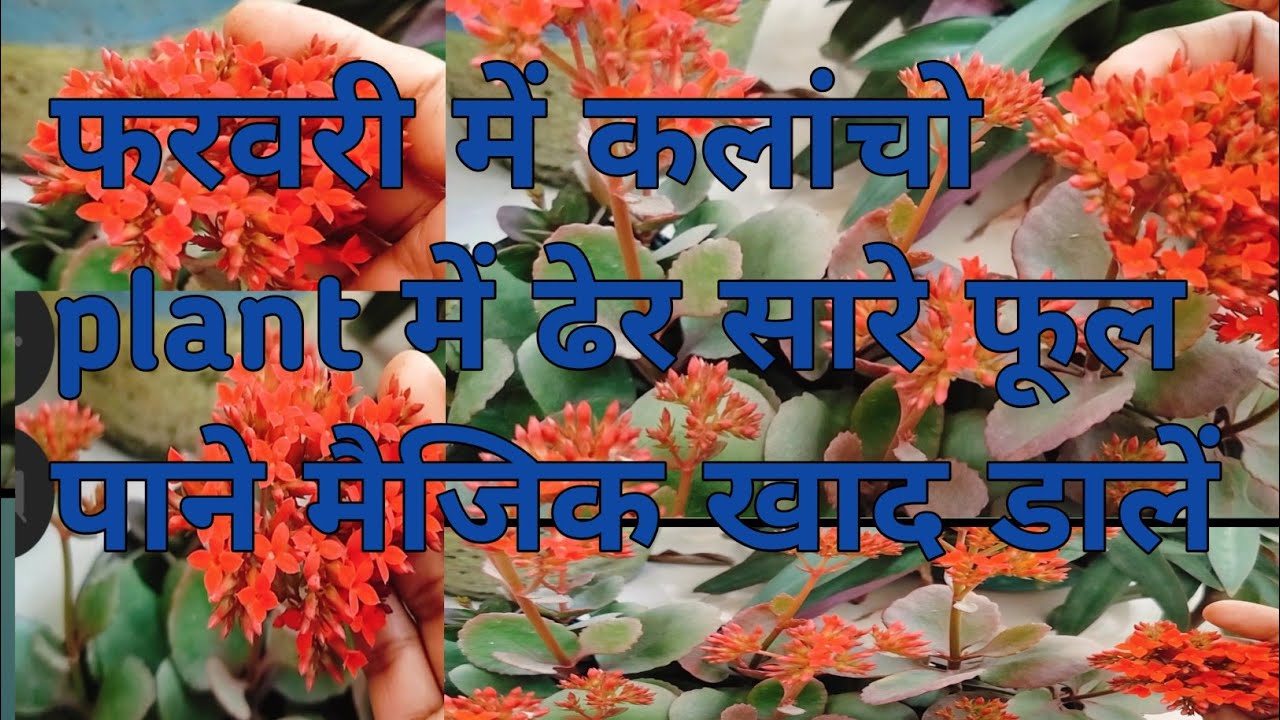 Kalanchoe plant में ढेर सारे फूल पाने के लिए जबर्दस्त खाद