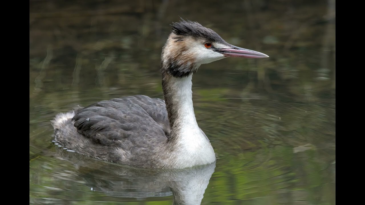Nikon 200-500 f/5.6 for wildlife?