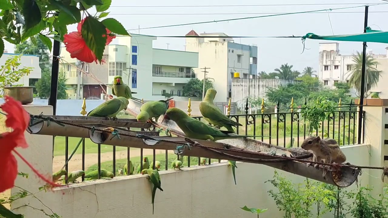 🦜☝️#Cute Parrots And Squirrel Eating Foods 🐿️skyfire#viralvideo#shortsfeet#viwesforlikes #2025shorts