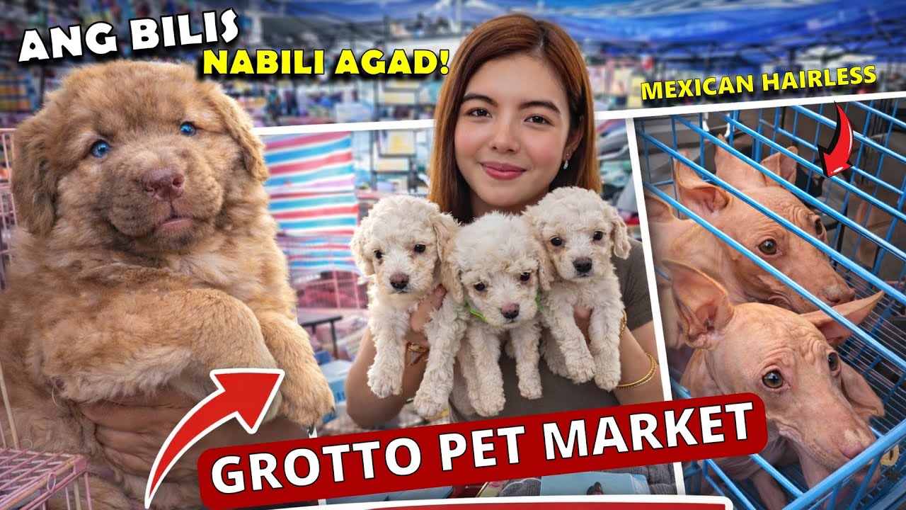 ANG GANDANG BREED! NABILI AGAD SWERTE!Grotto Pet Market Dogs, Cats and Birds