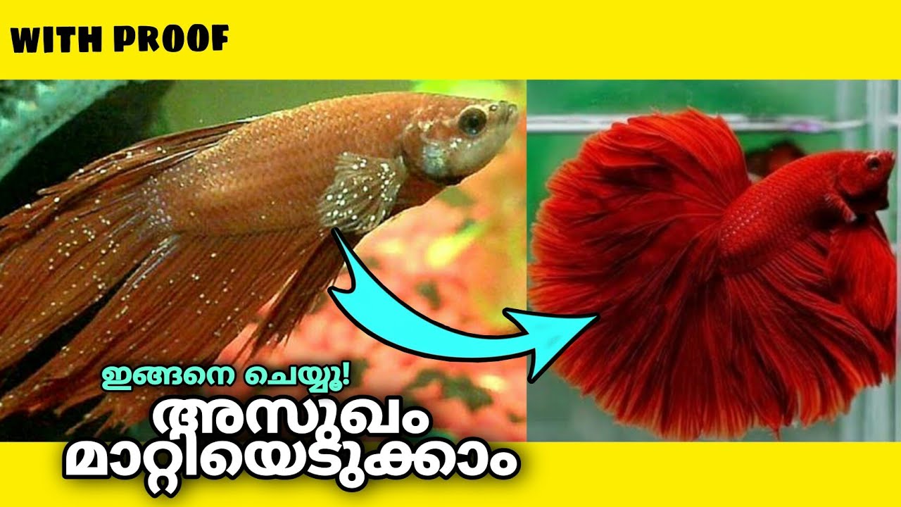 ഈ അസുഖം മാറ്റാം✌ ! how to treat betta fish velvet disease malayalam / fighter fish treatment/