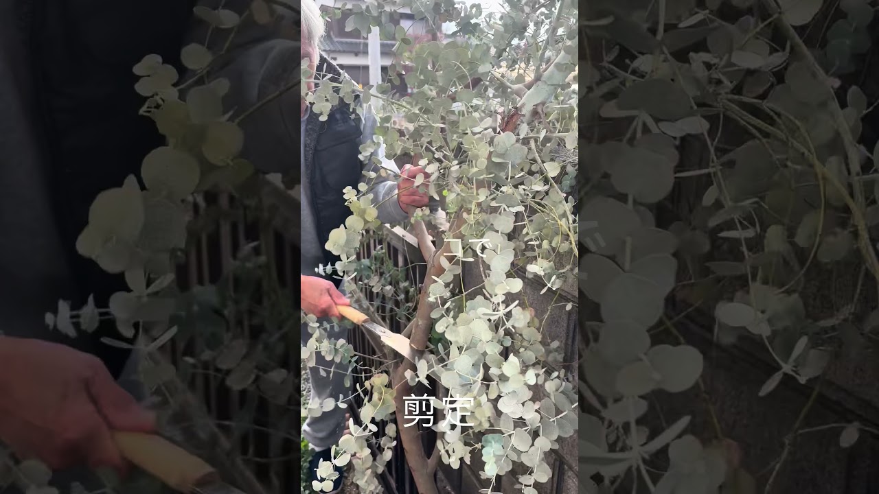 【剪定】ユーカリが伸びたので剪定する事に。切り口処理してます。 