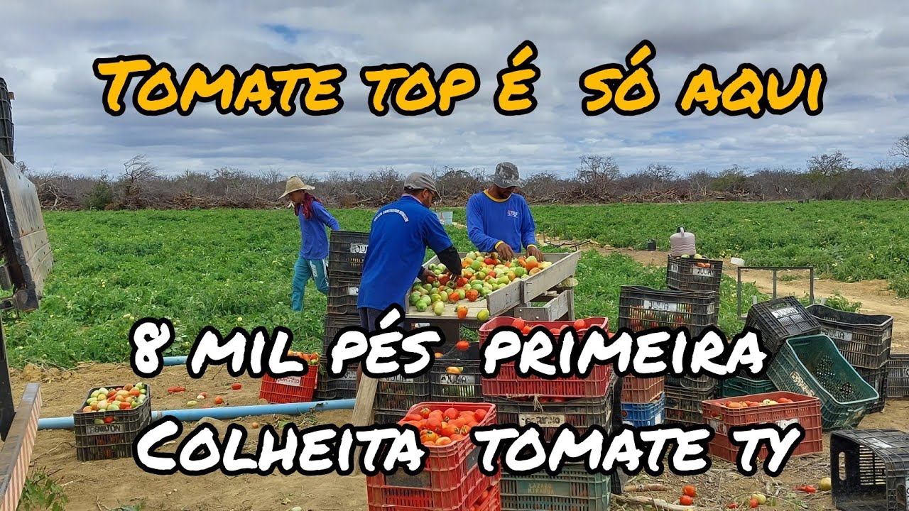 TOP DOS TOPS, PRIMEIRA COLHEITA  8MIL PÉS  DE  TOMATE