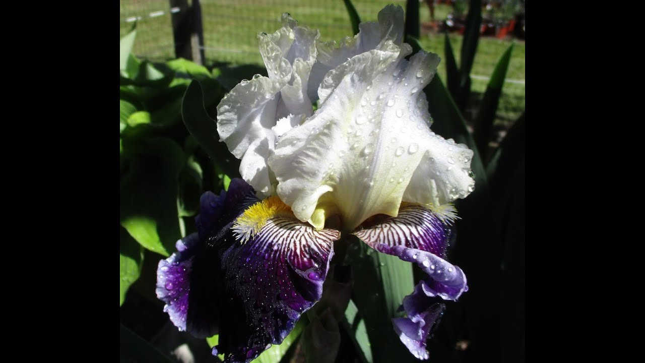 WOW BEARDED IRIS