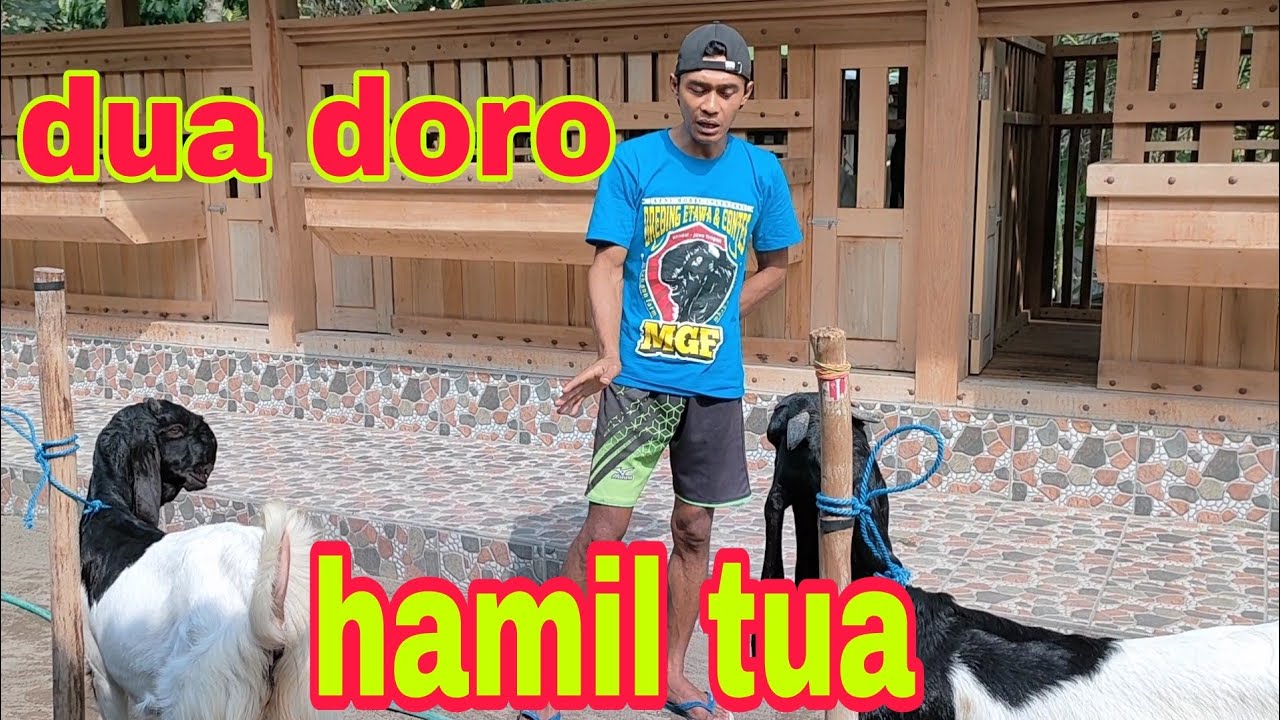 JACK CMF: MENGHITUNG HARI LAHIRAN 2 DORO EKONOMIS /HAMIL TUA