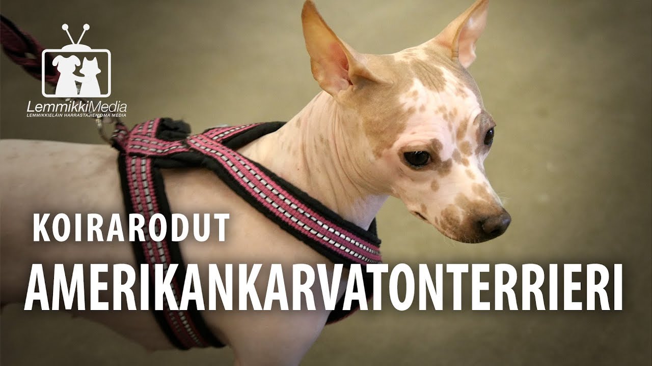 Koirat: Amerikankarvatonterrieri rotuesittely
