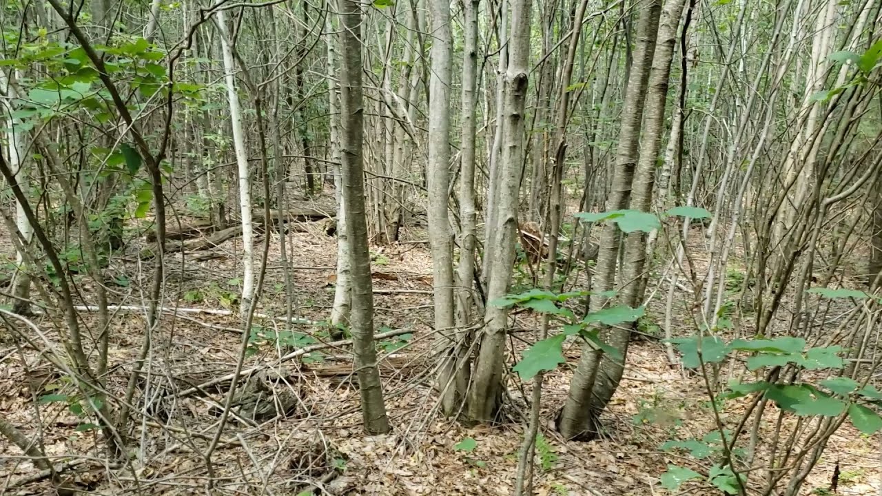 DEEP Forestry – Sessions Woods Clearcut