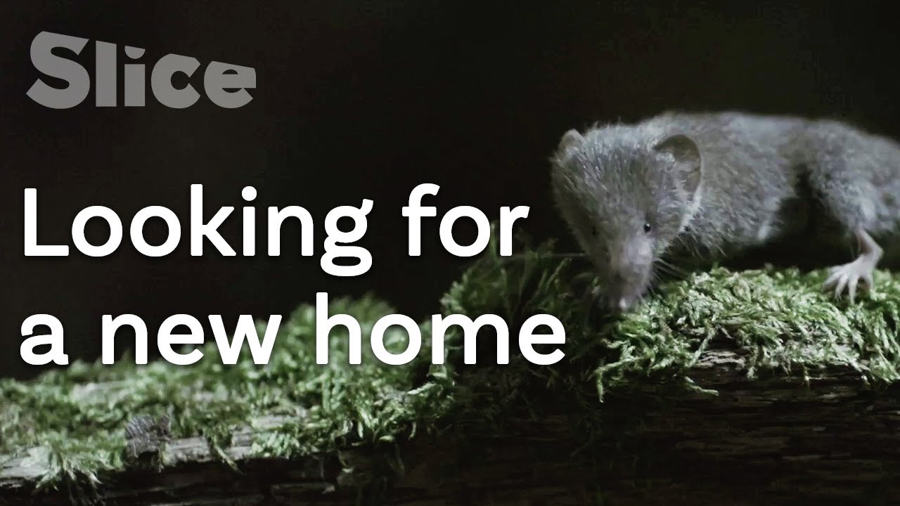 Adventure of a shrew | SLICE