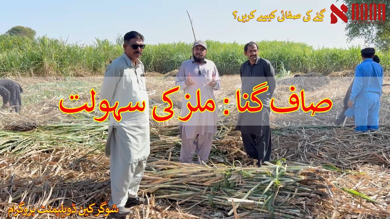 صاف ستھرا گنا، تیز تر پراسیس | گنے کی صفائی کی بہترین مثال