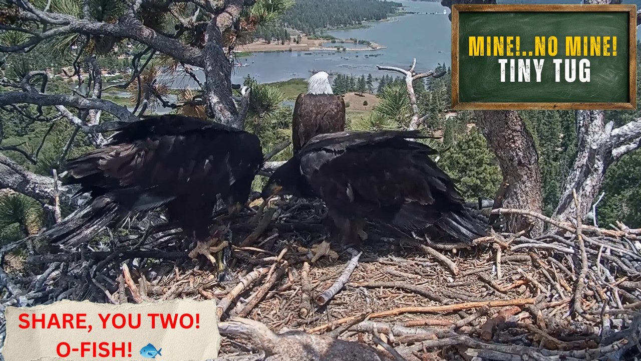 So Cute! 🐟 Luna & Sandy's Adorable Fish Squabble | Big Bear Eagles 2026