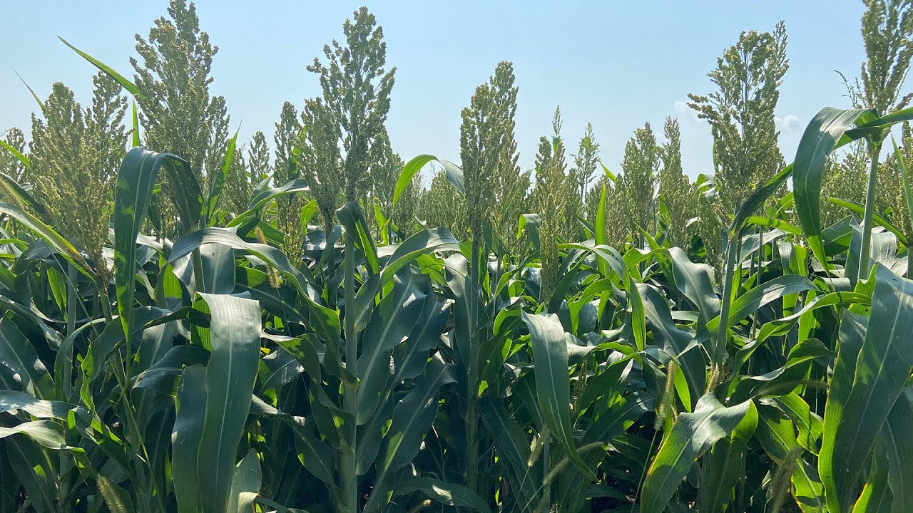 Sorghum