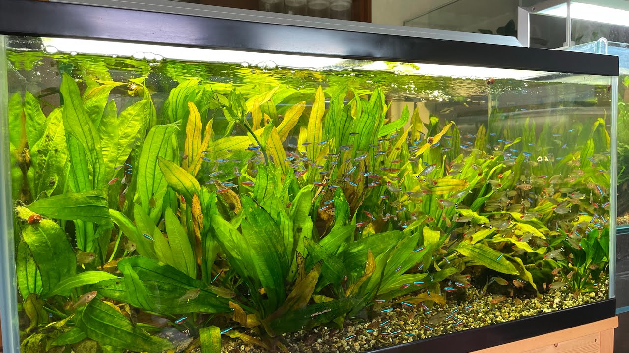 こだわりのエキノ水槽をつくる　その1