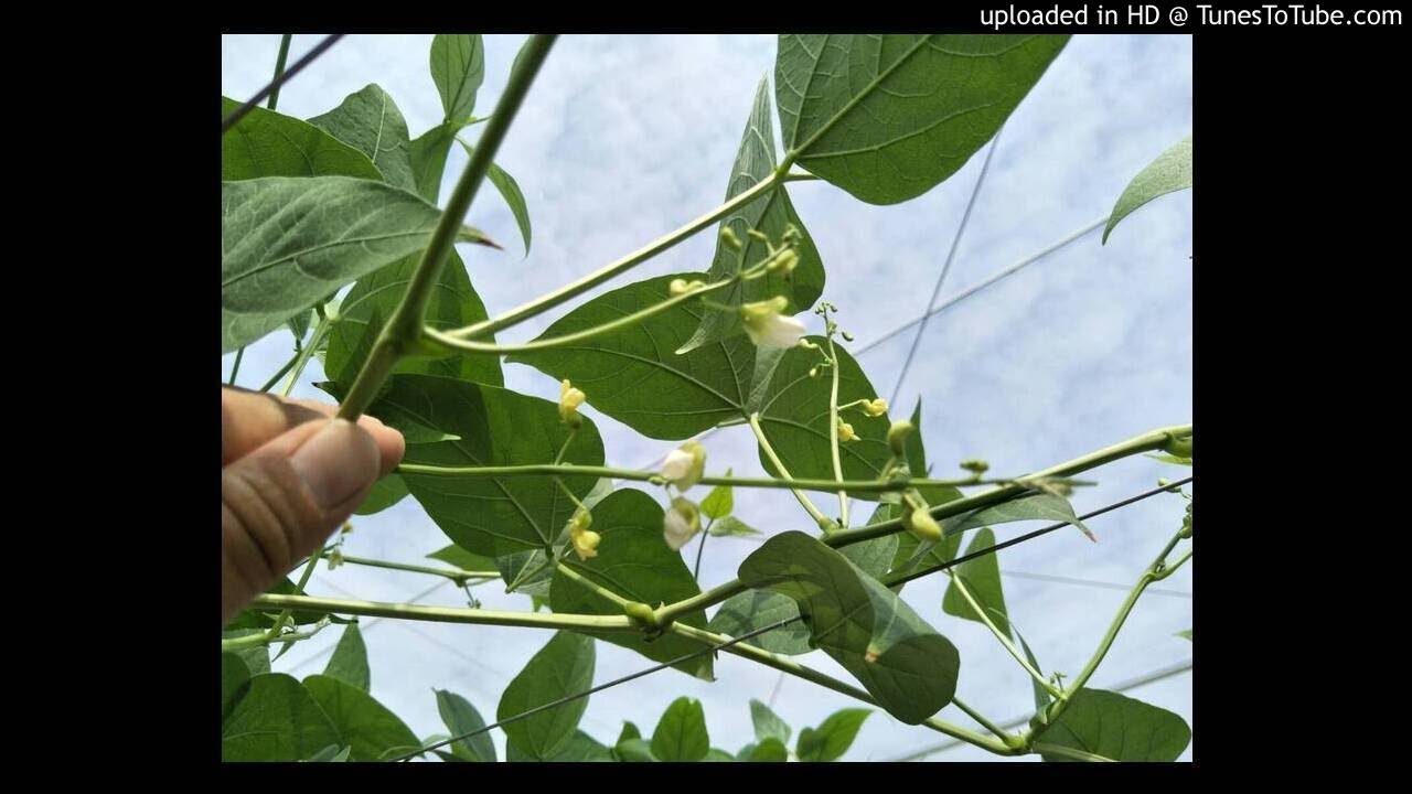 【豆類】20191025-皇帝豆上棚原本有開花，但有豆莢後就不授粉的原因？沒葉璊？沒薊馬？施肥問題(附圖)