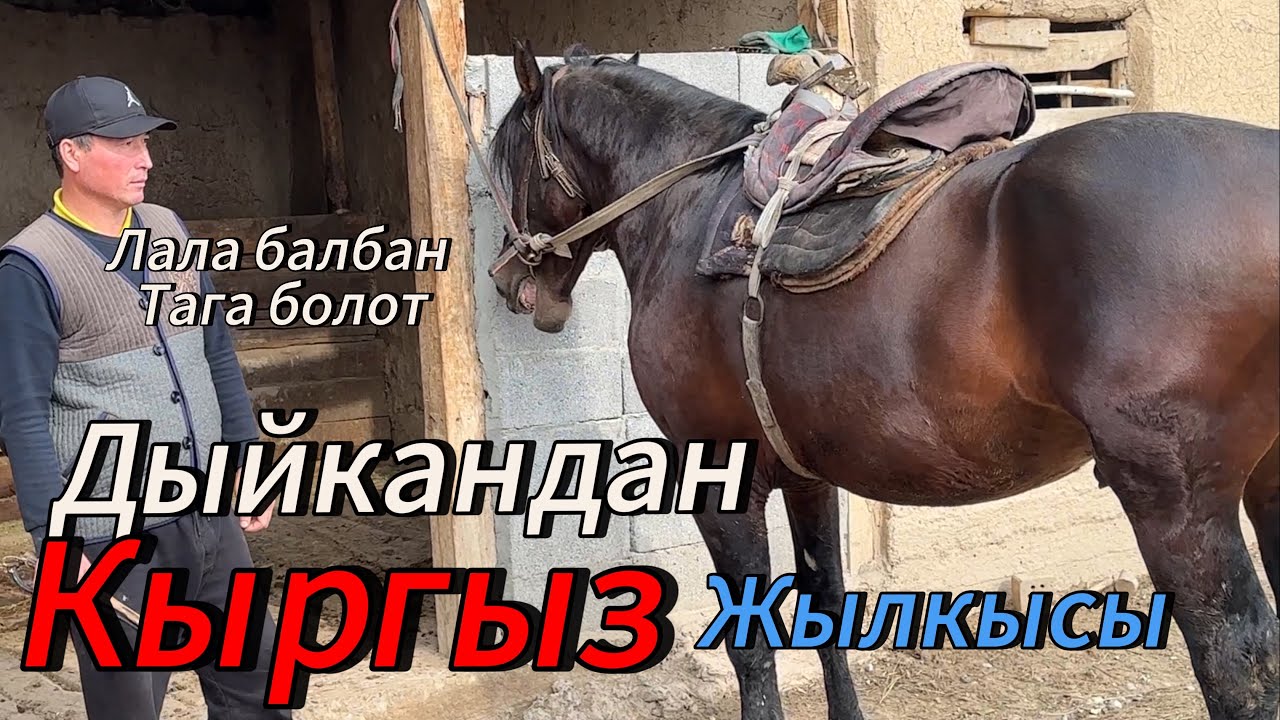 Лала балбан тага болот Жылкы кучту теги бар далили менен