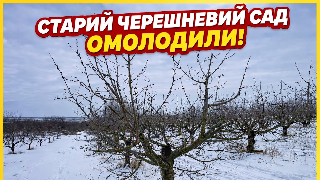 Старий черешневий сад 20 років — повне омолодження!