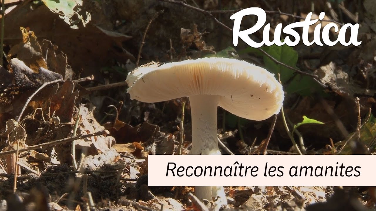 Reconnaitre les amanites
