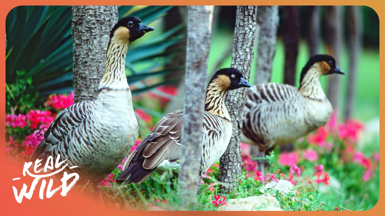 The Rarest Bird: Saving Hawaii’s Endangered Nene