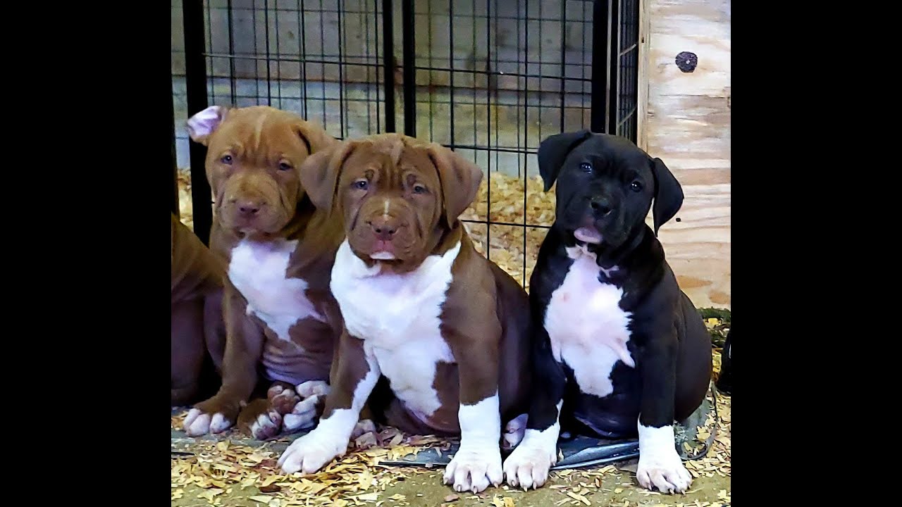 I kept the whole litter(AMERICAN BULLY) NOW I HAVE 20 DOGS🤯🤯🤯RESPONSIBLE BREEDER👍👍👍