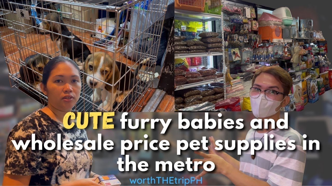 Affordable pet supplies & GREAT PEDIGREES of Dogs, Cats, and more! For animal lovers of all ages!