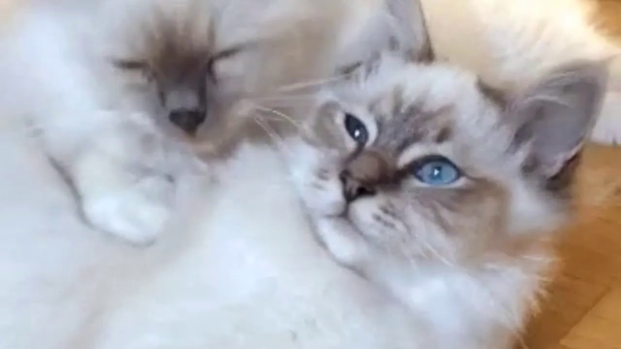 How to Calm a Hyper Cat Without Draining Your Energy