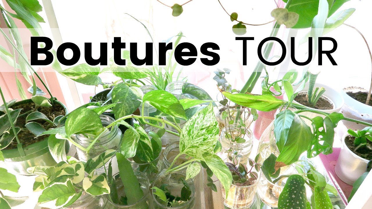 Baby Plant Tour - Je vous montre toutes mes boutures de plantes d'intérieur | Boutures Tour