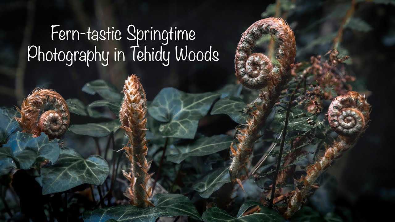 Early Spring in Tehidy: The Fern Photography That's Everywhere Right Now