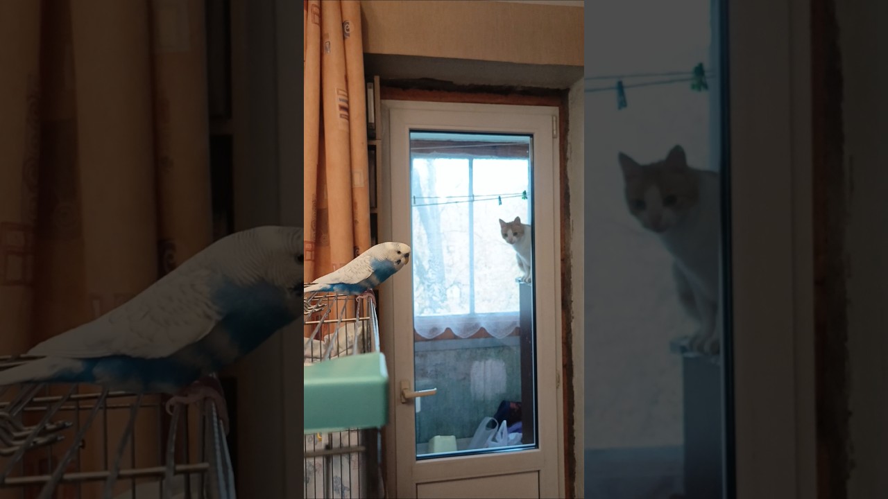 #budgies