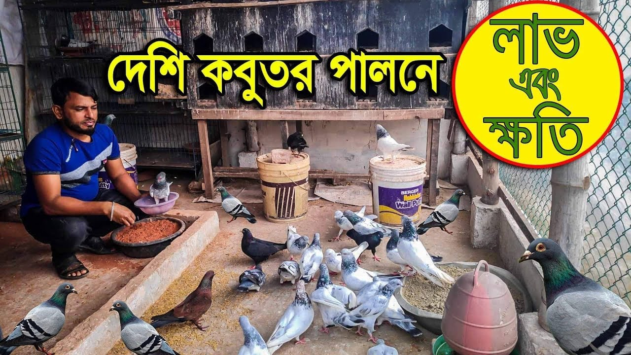 মুক্ত চারন পদ্ধতিতে বাড়ির ছাদে দেশি কবুতরের খামার মাসে আয় ১০ হাজার টাকা।Deshi Pigon framing