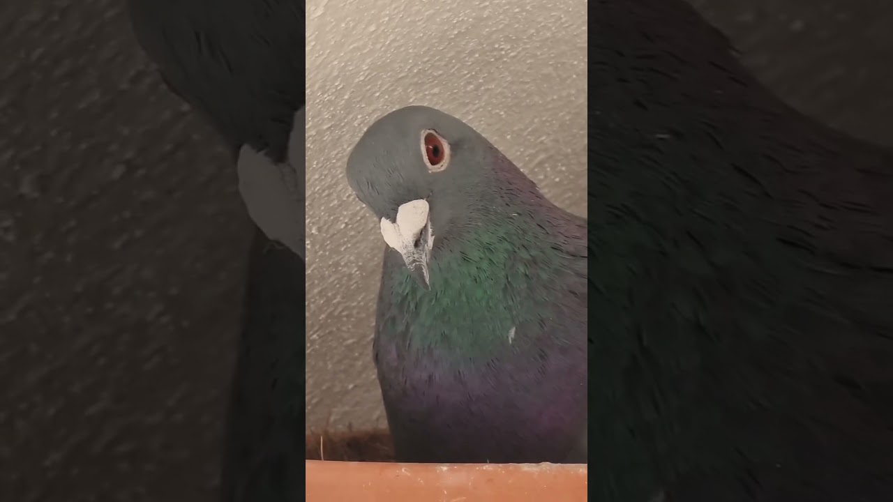 حمام الزاجل الحاج منصور مقليه سلاله طويله مؤسس سلالات معلومات الكنز