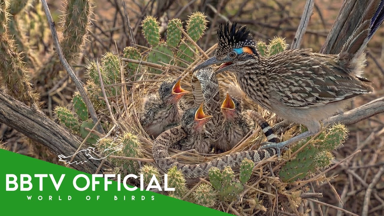 Greater Roadrunner: 99 Days From Egg to Survivor | Part 2