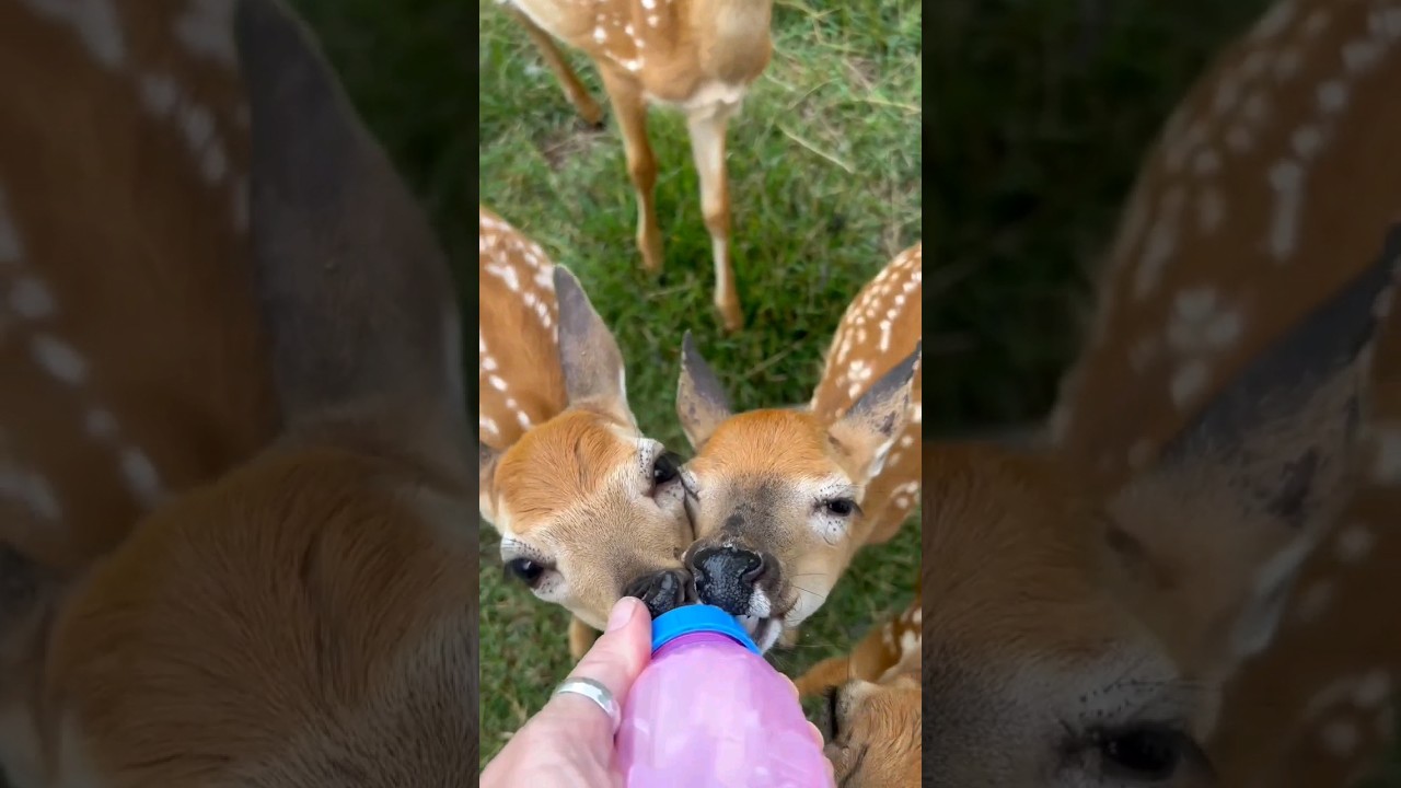 Greedy fawns 😍🥰😊🤣🤪❤️ funny video #funny #cute #fawns #pets #deer #shorts