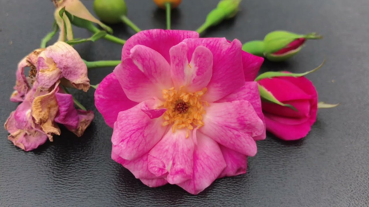 How to graft many colors in old Rose tree | Easy way to have 5 colors in one Rose