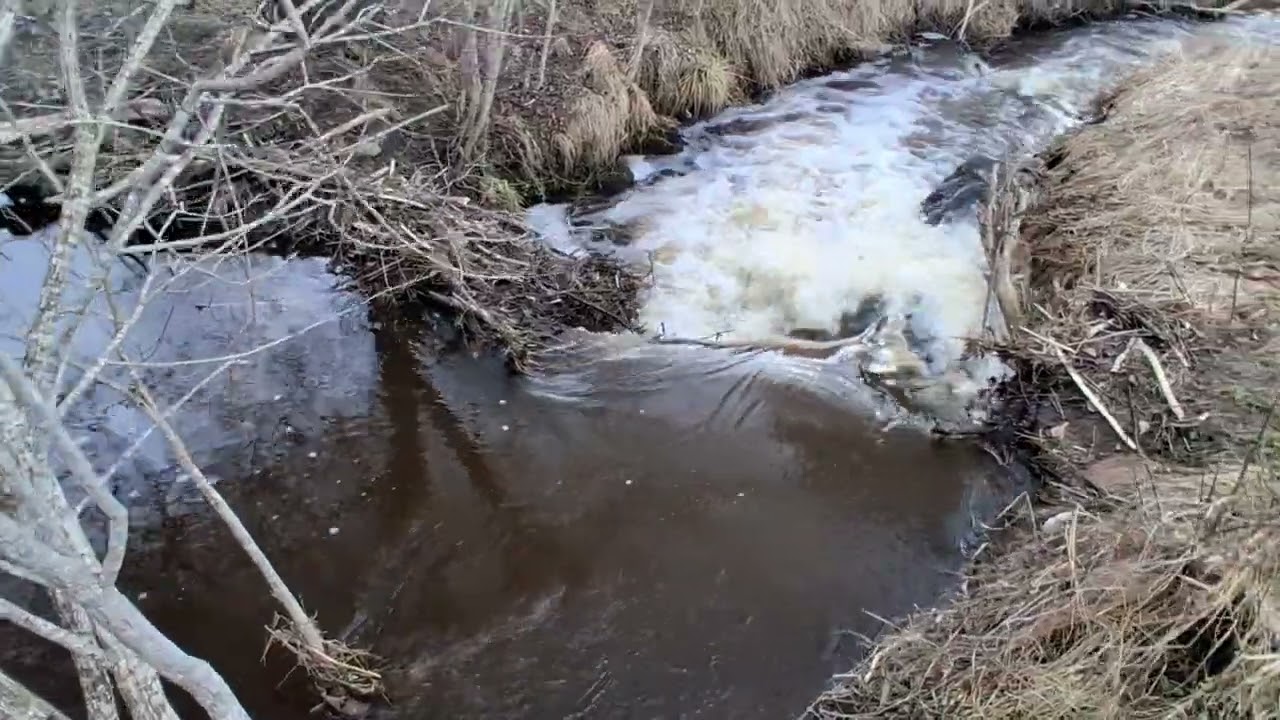 Der Wasserbau der Natur  ♒️♒️♒️🌳💧💧💧 ein Biberdamm