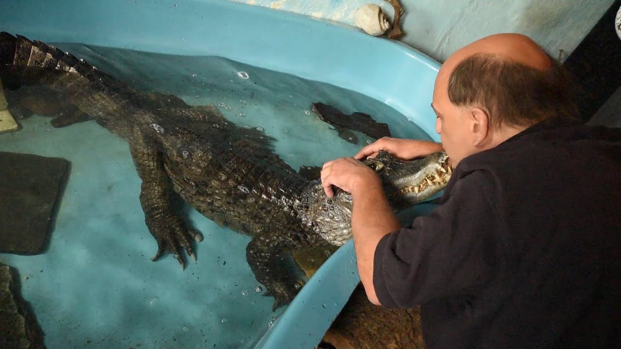 Ein Krokodil Zuhause