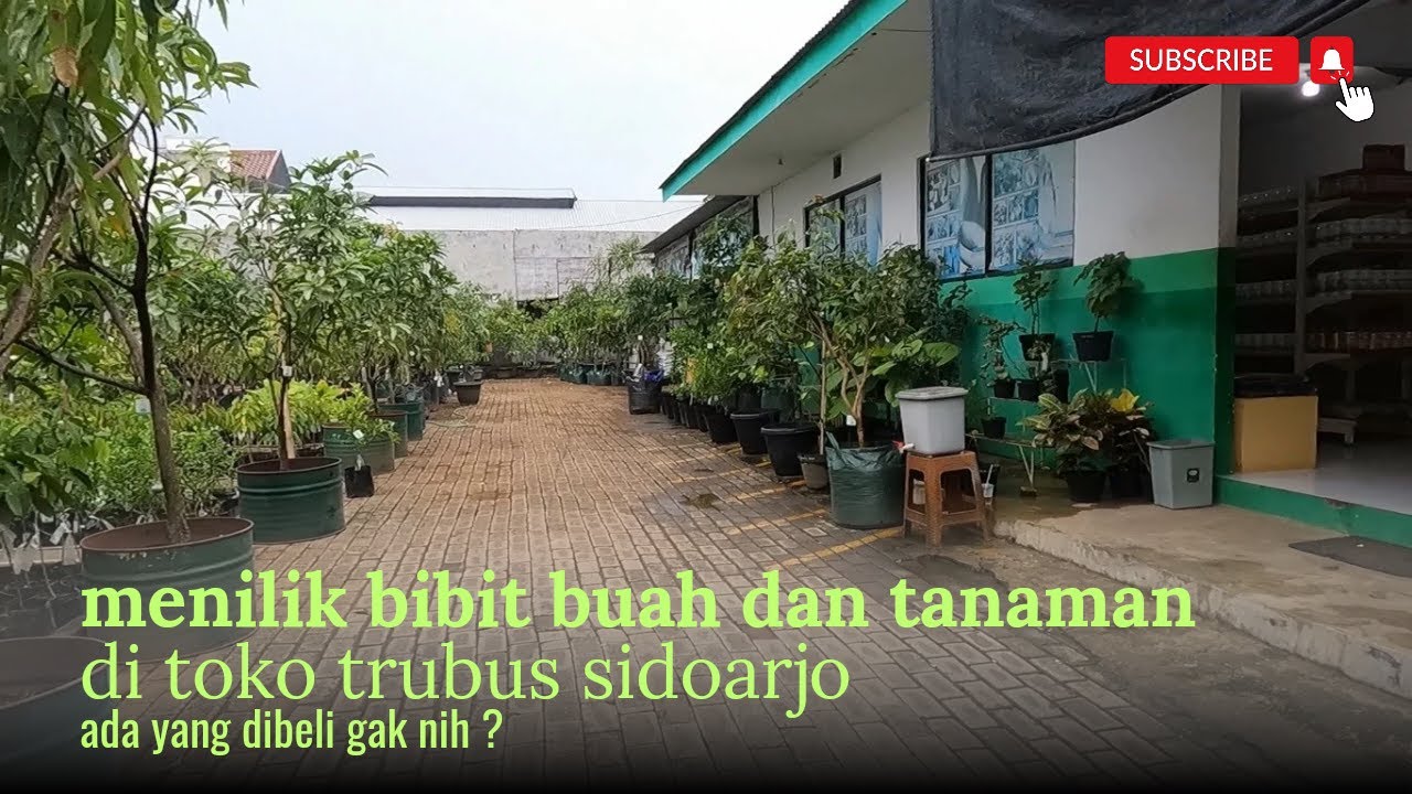 Beli bibit tanaman pada toko trubus sidoarjo , journeysang eps. 23