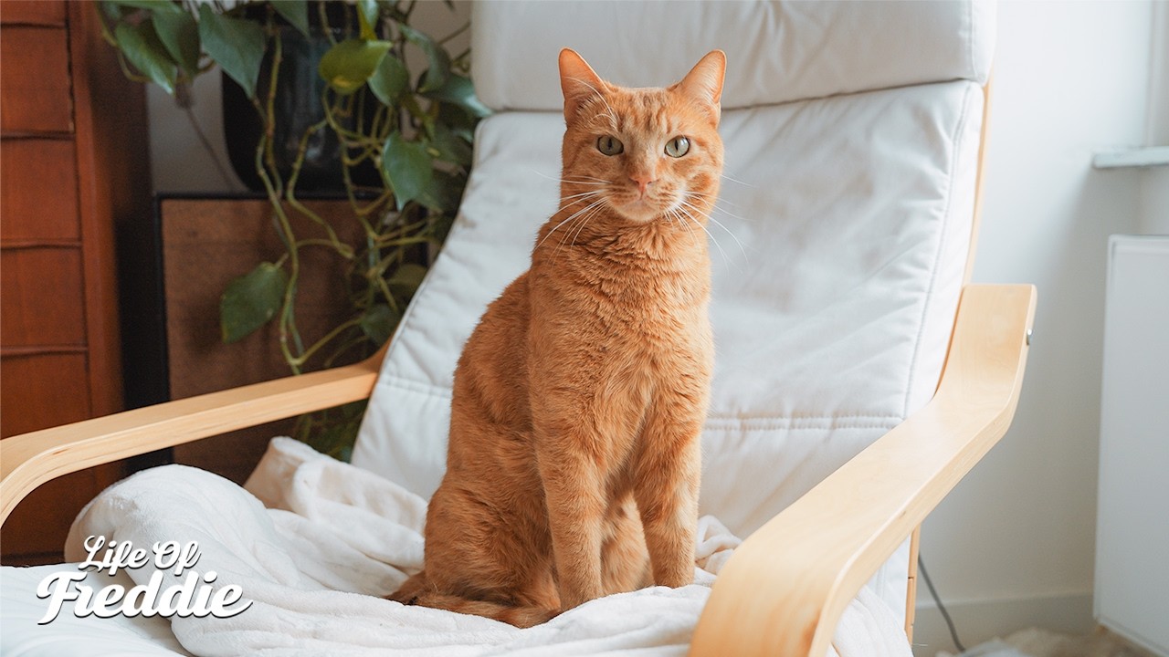 Freddie chilling on a chair (or trying to)