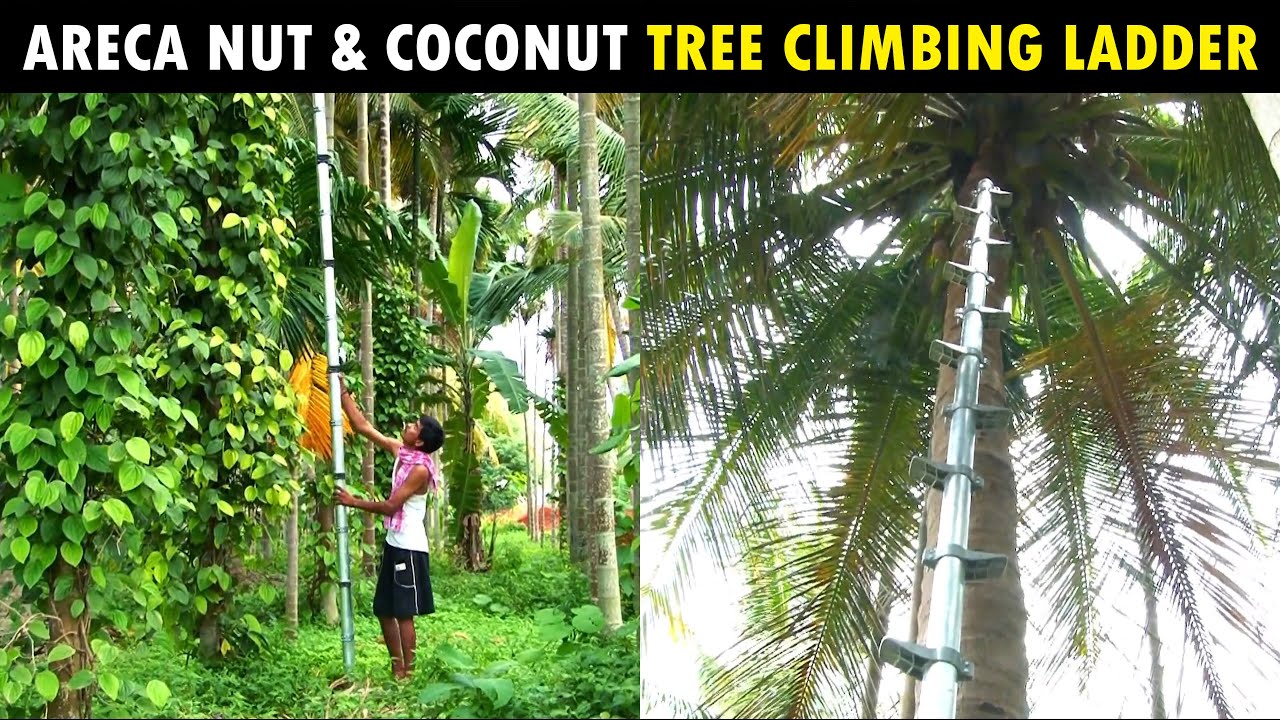 Areca Nut & Coconut Tree Climbing Ladder | Unipolar Agriculture Ladder