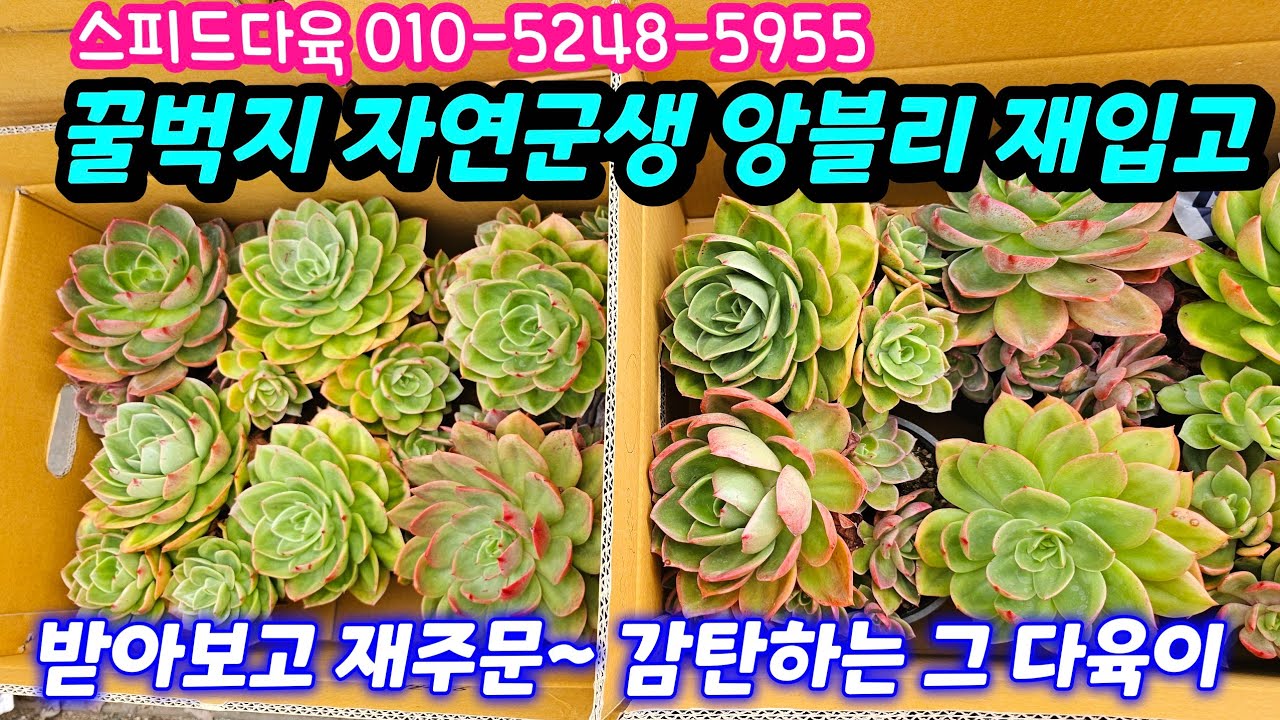 26.2.11 🌹꿀벅지 자연군생 앙블리 재입고 받아보고 재주문 감탄한 그 다육이🌹 #스피드다육 010-5248-5955 전국택배 유료광고포함 