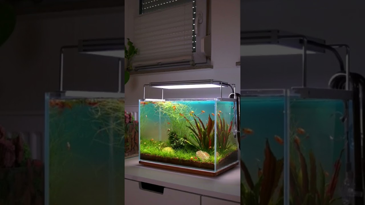 Mini M / Nano Aquarium / 36x22x26 cm - 20l. #aquarium #aquascape #shorts